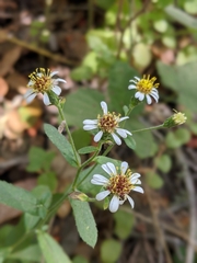 Eurybia radulina