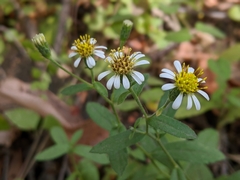 Eurybia radulina