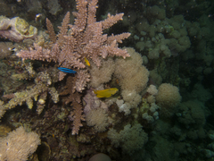 Larabicus quadrilineatus