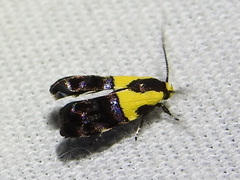 Rectiostoma xanthobasis