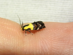 Rectiostoma xanthobasis