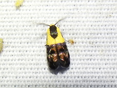 Rectiostoma xanthobasis