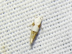 Mompha circumscriptella