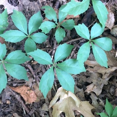 Parthenocissus quinquefolia