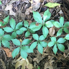 Parthenocissus quinquefolia