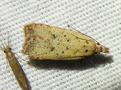 Dichomeris ventrellus