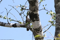 Tarphonomus certhioides