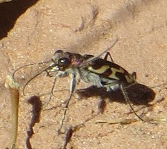 Cicindela tranquebarica diffracta