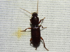 Stenomorphus californicus