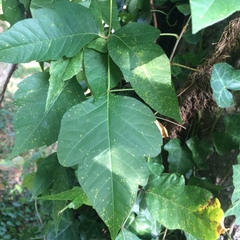 Toxicodendron radicans