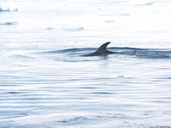 Balaenoptera bonaerensis