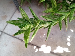 Aloe juvenna