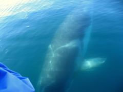 Balaenoptera bonaerensis