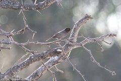 Knipolegus striaticeps