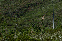 Chordeiles acutipennis