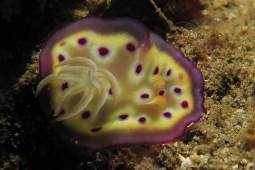 Goniobranchus kuniei