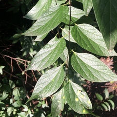 Celtis laevigata