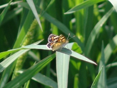 Phyciodes picta