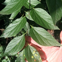 Celtis laevigata