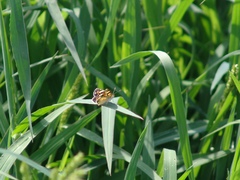 Phyciodes picta