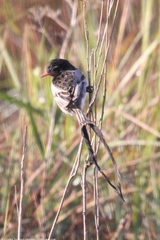 Alectrurus risora