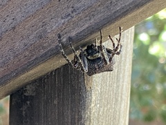 Araneus andrewsi