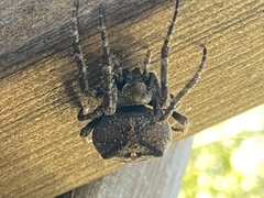 Araneus andrewsi
