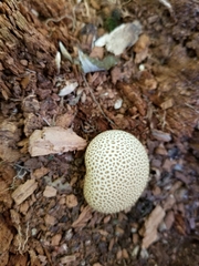 Scleroderma citrinum