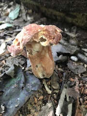 Xanthoconium purpureum