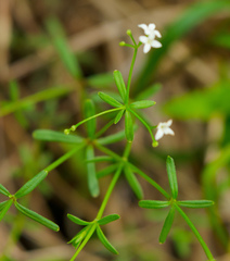 Galium labradoricum
