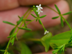 Galium labradoricum