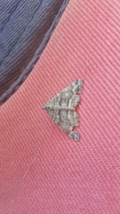 Lepidoptera
