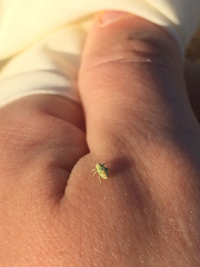 Coniatus splendidulus