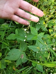 Hylodesmum pauciflorum