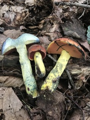 Boletus subluridellus