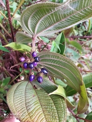 Miconia domociliata