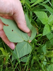 Hylodesmum pauciflorum