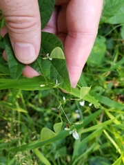 Hylodesmum pauciflorum
