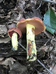 Boletus subluridellus