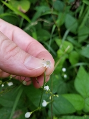 Hylodesmum pauciflorum