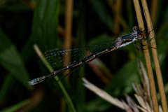 Lestes dryas