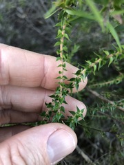 Epacris pulchella
