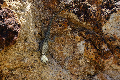Sceloporus poinsettii