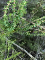 Epacris pulchella