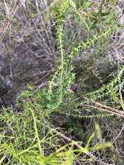 Epacris pulchella