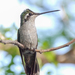 Rivoli's Hummingbird - Photo (c) Mikael Behrens, some rights reserved (CC BY-NC), uploaded by Mikael Behrens