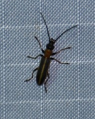 Oxycopis