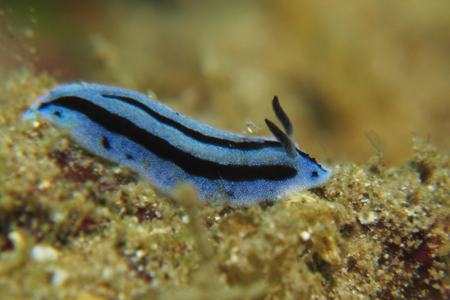 Phyllidiopsis annae