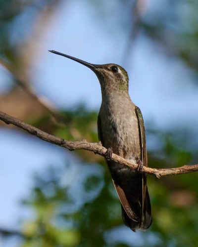 Rivoli's Hummingbird