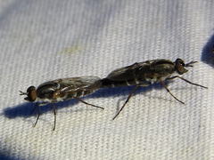 Ozodiceromyia notata